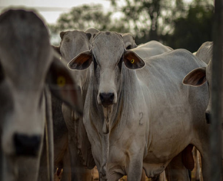 carne Exportadores de carne pressionam governo por medidas urgentes diante dos impactos crescentes da guerra no comércio internacional