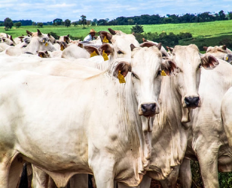 carne3 Exportadores de carne pressionam governo por medidas urgentes diante dos impactos crescentes da guerra no comércio internacional