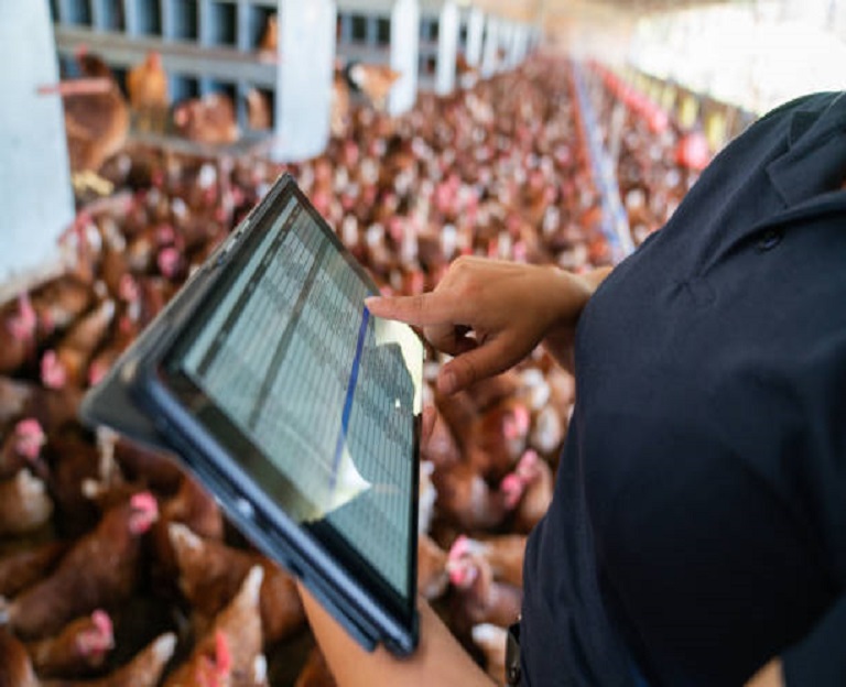 frango1 Quando o Preço Cai Demais: Frango Atinge Valor Mais Baixo do Ano e Acende Alerta no Campo e na Economia