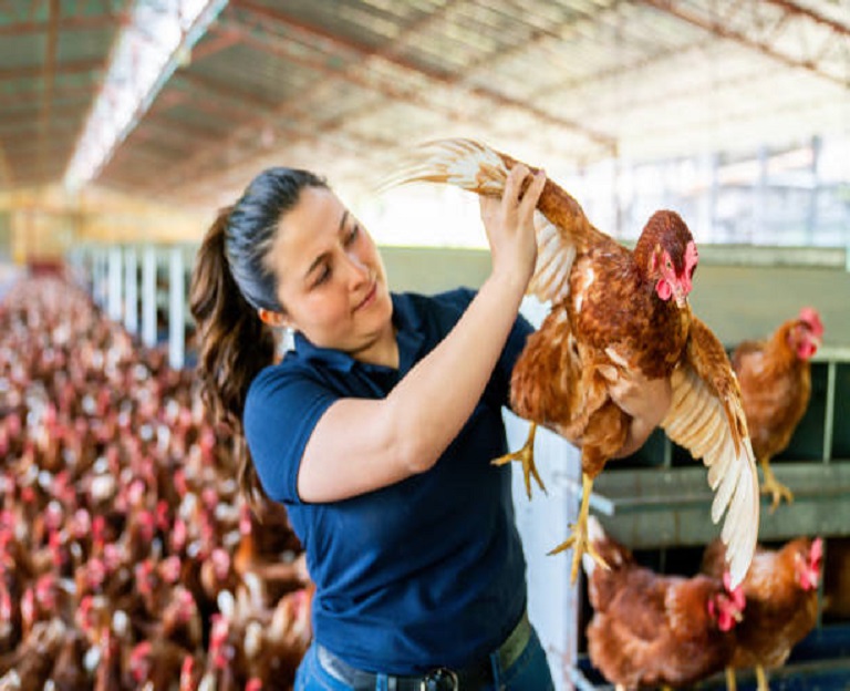 frango2 Quando o Preço Cai Demais: Frango Atinge Valor Mais Baixo do Ano e Acende Alerta no Campo e na Economia