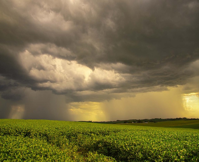 soja1 Quando a Chuva Não Dá Trégua: Excesso de Precipitações Castiga a Soja, Amplia Prejuízos e Pressiona o Campo em Mato Grosso